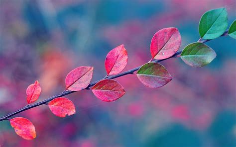 Pink Autumn Wallpapers - Top Free Pink Autumn Backgrounds - WallpaperAccess