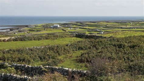 'We have an obligation to ensure their future': Protecting corncrake and Ireland's islands ...