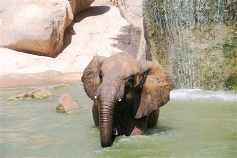 50+ Elephant Bathing Kerala India Stock Photos, Pictures & Royalty-Free Images - iStock