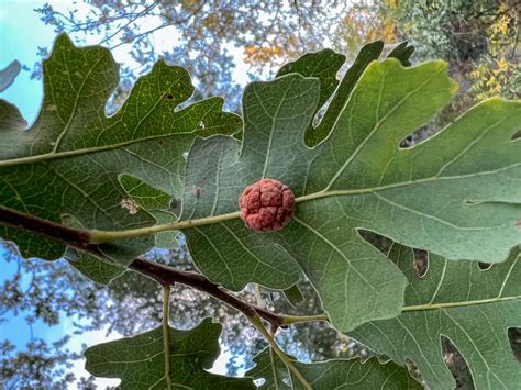 Plant of the Month - Valley Oak