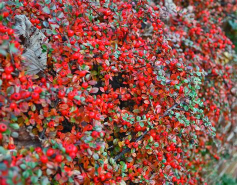 Fragments of Sussex: Pyracantha hedge