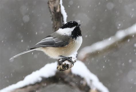 Snowy Chickadee | Black Capped Chickadee in the snow. | diane marshman | Flickr