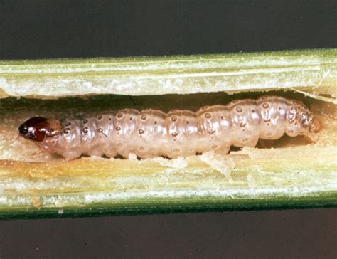 European Corn Borer Identification & Scouting // Integrated Pest ...