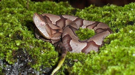 Subconscious Bias Drives Negative Attitudes Toward Snakes | NC State News