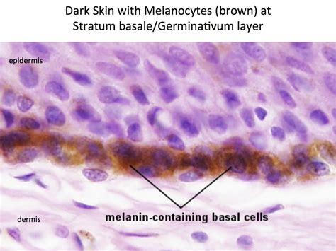 Melanocyte Histology