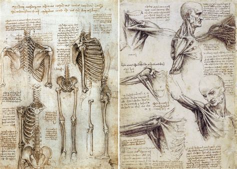 Leonardo Da Vinci Body Drawings