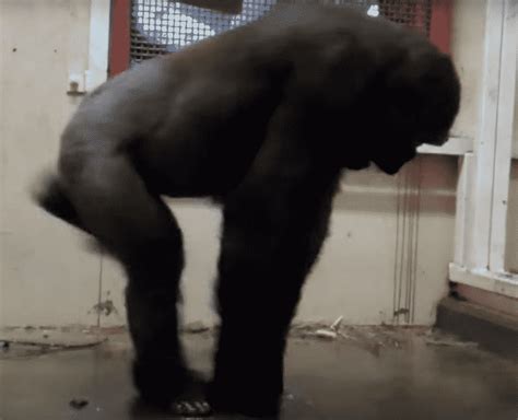 Zola The Gorilla Shows Her Amazing Dancing Skills Whenever She Gets In ...