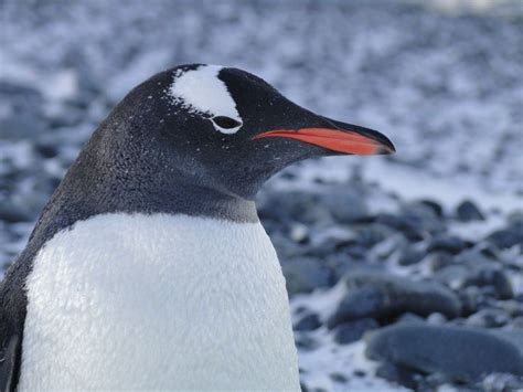 Pin on Penguins!