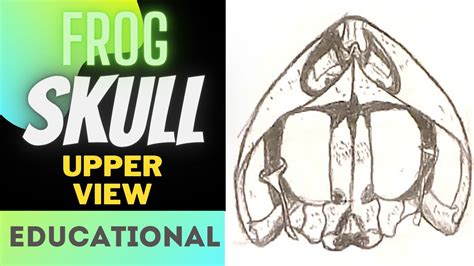 How to draw a Frog skull Easy step by step || drawing frog skeleton ...