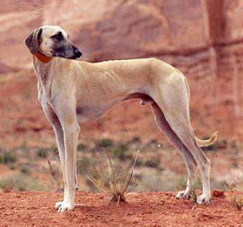 Sloughi | Dog breeds, Purebred dogs, Dog breeder