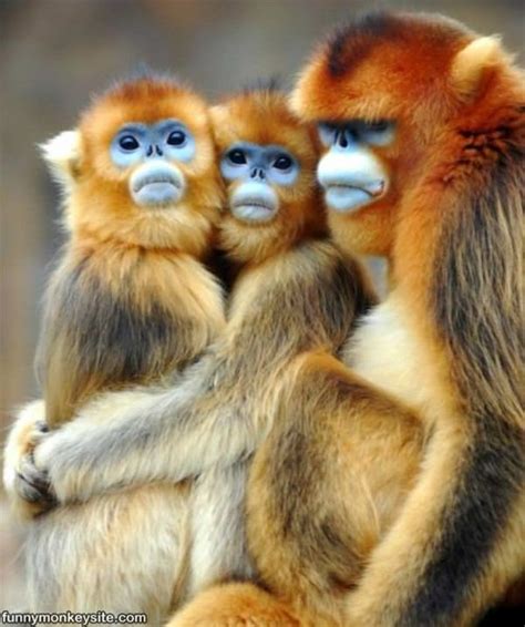 A Funny Monkey Family - Funny Monkey Pictures