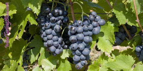 Celebrating the Cinsault Grape - WineTastingBliss.com