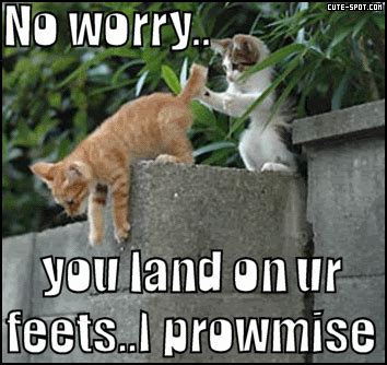 Funny cat images | Funny Images and videos of the day