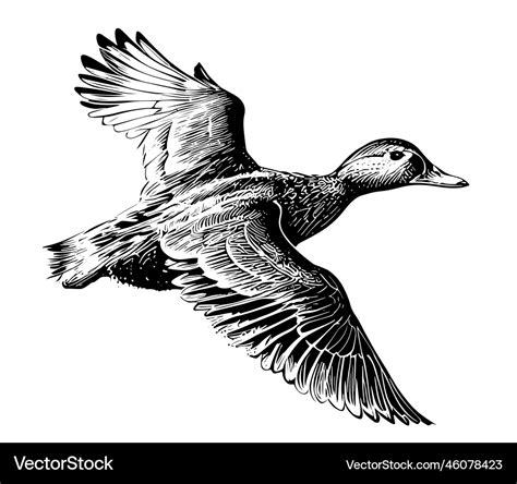 Duck flying sketch painted Royalty Free Vector Image