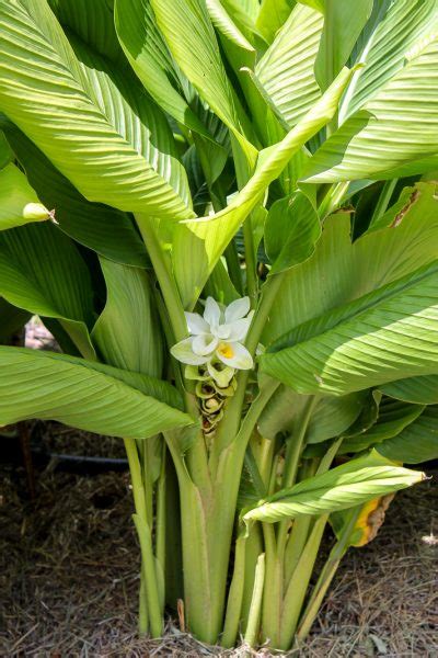 Turmeric Flower | Three Springs Farm