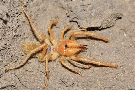 Sunspider | Desert, Nocturnal, Solifugae | Britannica