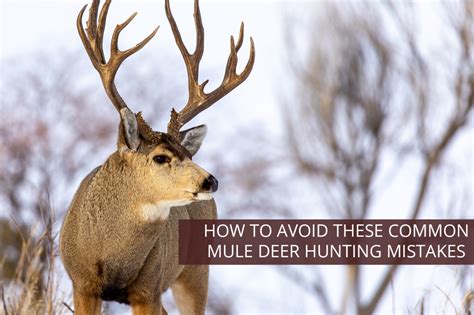 How to Avoid These Common Mule Deer Hunting Mistakes - Soap Mesa Outfitters