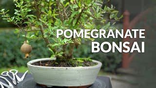 Care guide for Pomegranate Bonsai (Punica granatum) - Bonsai Empire