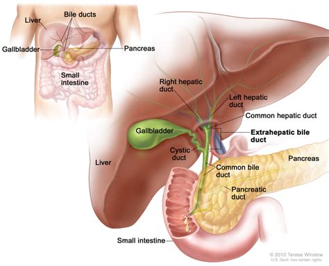 Structures Of The Body: Biliary Tree - Stepwards