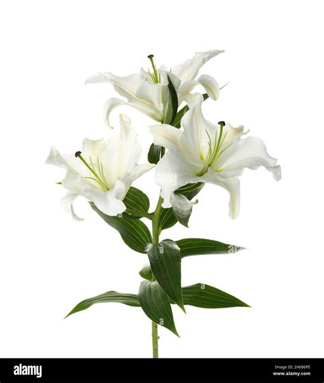 Beautiful lilies on white background. Funeral flowers Stock Photo - Alamy