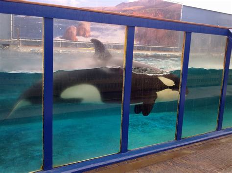 Killer Whale Morgan in her temporary exhibit - ZooChat