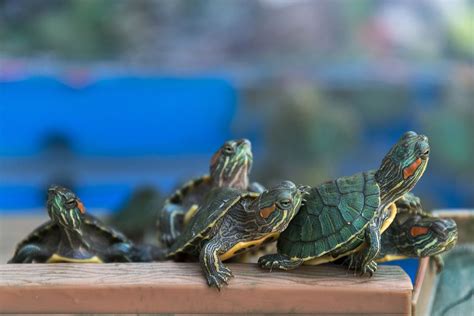 Red Eared Slider Turtles - Turtle Facts - Pet Turtles