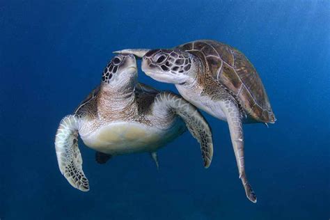 Shell Shocked: 15 Amazing Sea Turtle Photos | Sea turtle pictures, Baby sea turtles, Beautiful ...