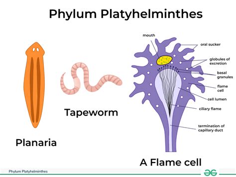 Phylum Platyhelminthes - Characteristics, Examples, & its ...