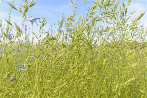 Types and Varieties of Oats - Complete Gardering