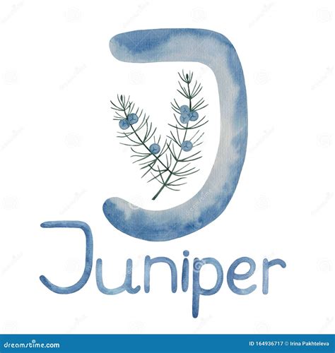 Juniper Logo. Drawn in Watercolor on Paper. Letter, Juniper Branch with Berries and Lettering ...