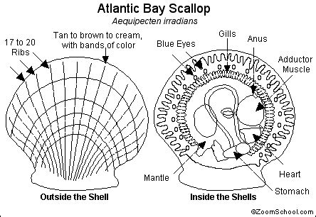 Scallop Printout- Enchanted Learning Software