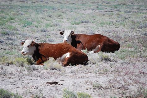 Open Range Cattle | We passed quite a few groups of cattle o… | Flickr