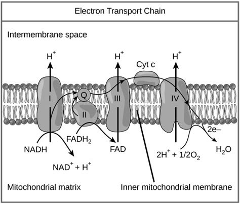 Electron Transport Chain - Mitochondria | Cellular Respiration | Byju's