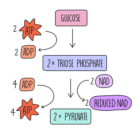 Glycolysis Diagram Simple