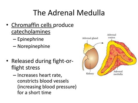 Hormones released by adrenal gland - lioshared