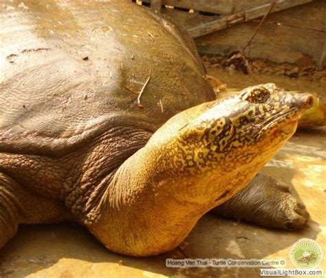 Popular questions about the Hoan Kiem Turtle