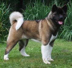 Fawn American Akita photo | American akita, American akita dog, Akita ...