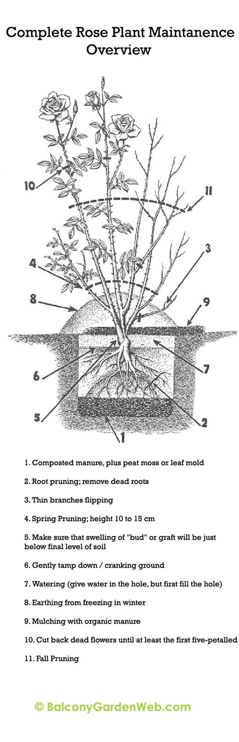 Rose Plant Diagram - G4rden Plant