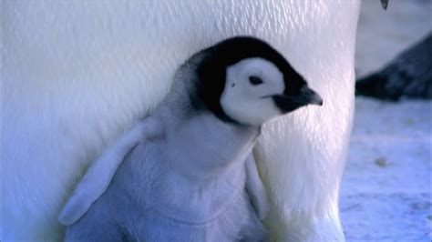 Baby Emperor Penguins Emerge from Their Shells | Nature on PBS - YouTube