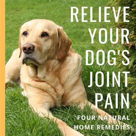 Natural Remedies and Relief for Dogs With Joint Pain, Hip Dysplasia, and Arthritis - PetHelpful