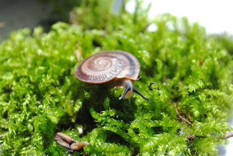 Small Caracolus snail | Exotic pets, Pet snails, Pets