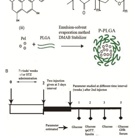 A): (i) Pelargonidin structure, (ii) PLGA structure, and (iii)... | Download Scientific Diagram