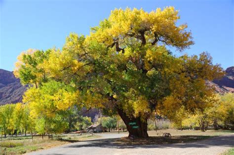 Are Cottonwood Trees Dangerous? | Ross Tree Company | Denver