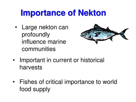 PPT - Nekton PowerPoint Presentation, free download - ID:600646