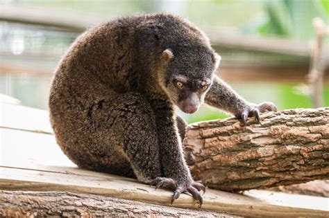 Cuscus (Animal) Wallpapers (21+ images inside)