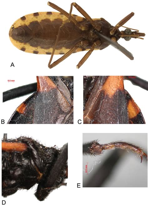 Morphology of Triatoma. A, male of T. dimidiata, ventral view; B ...