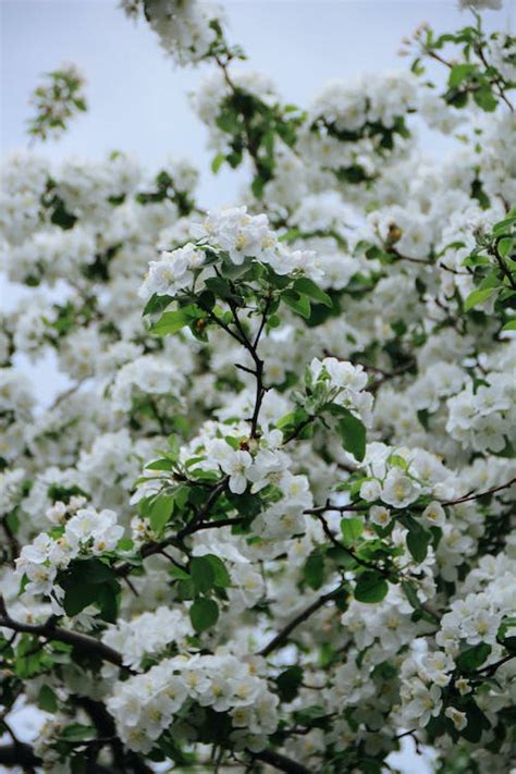 White Blooming Flowers of Apple Tree · Free Stock Photo