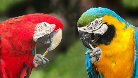 17 Most Beautiful Birds in Costa Rica: Guide + Photos | Sand In My Suitcase