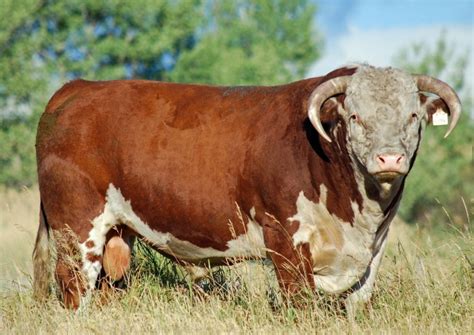 How to Go From Straight to Curved Horns on Cattle - Ogilvie Stock Ranch