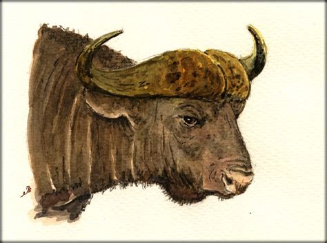 African Trophy Series - African Buffalo head study watercolor painting ...